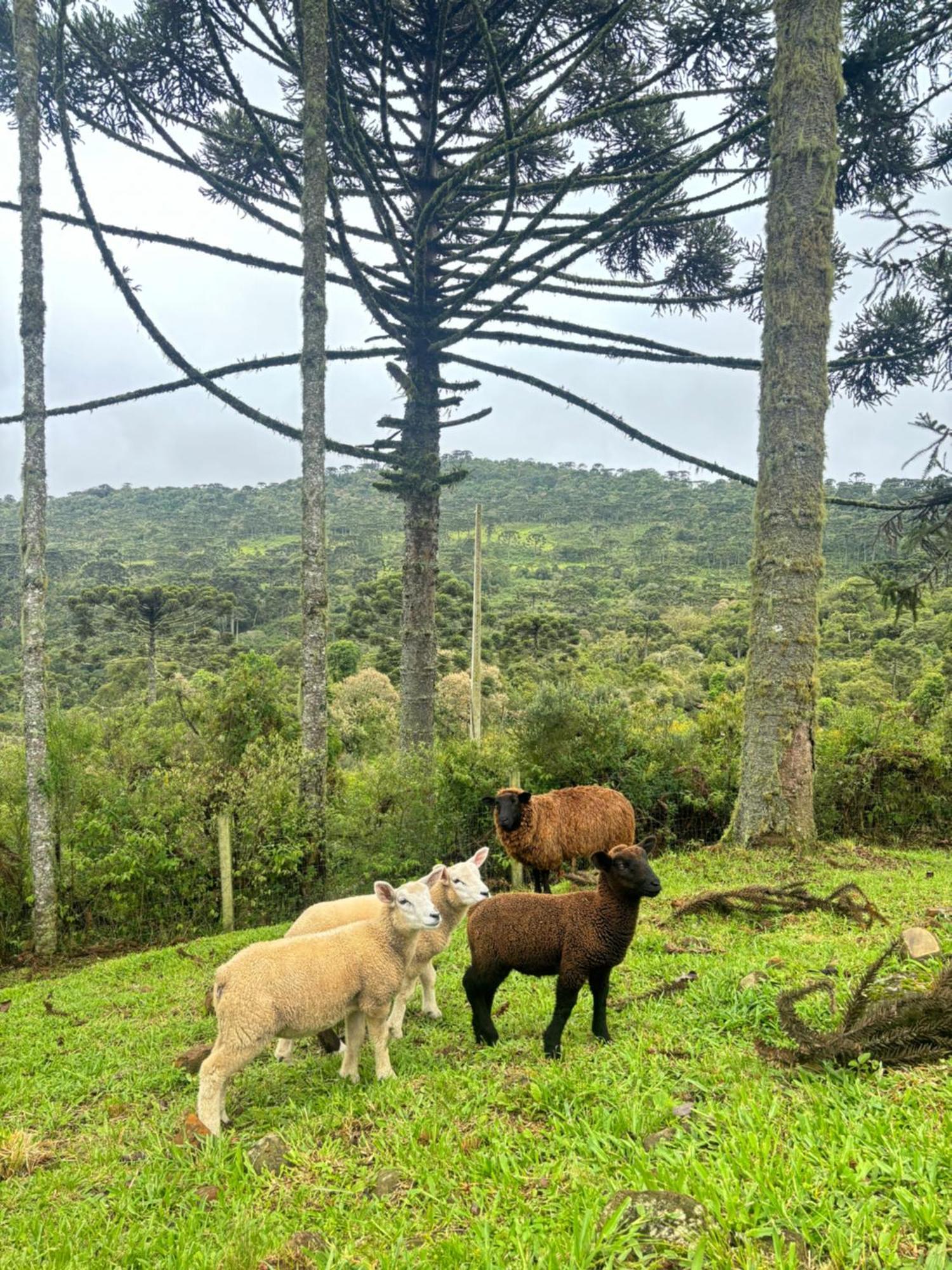 Villa Estalagem Ceu Da Montanha - Morro Da Igreja Urubici Extérieur photo